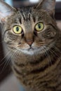 Mackerel Tabby cat close head shot