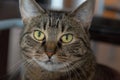 Mackerel Tabby cat close head shot looking on the side Royalty Free Stock Photo