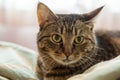 Mackerel Tabby cat close head shot looking on the side lying on a pillow