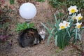 Mackerel tabby cat lies in the flower garden