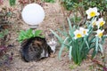 Mackerel tabby cat lies in the flower garden