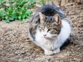 Mackerel tabby cat lies in the flower garden