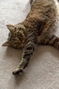 Mackerel Tabby cat lying on the carpet and strething his paw