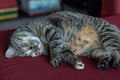 Mackerel Tabby cat lying down on a pillow