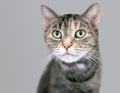 A mackerel tabby domestic shorthair cat