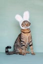 Mackerel tabby kitty dressed as rabbit, close up