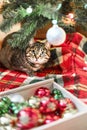 Mackerel Tabby striped cat sitting by Christmas tree decorated with balls and garland ligths on red blanket Chinese New Year