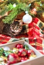 Mackerel Tabby striped cat sitting by Christmas tree decorated with balls and garland ligths on red blanket Chinese New Year