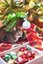 Mackerel Tabby striped cat sitting by Christmas tree decorated with balls and garland ligths on red blanket Chinese New Year