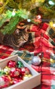 Mackerel Tabby striped cat sitting by Christmas tree decorated with balls and garland ligths on red blanket Chinese New Year