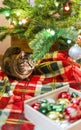 Mackerel Tabby striped cat sitting by Christmas tree decorated with balls and garland ligths on red blanket near New Year holidays