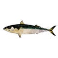 Mackerel, watercolor isolated illustration of a fish. Royalty Free Stock Photo