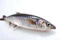 Mackerel on White Background, which exudes the freshness and aroma of the sea.