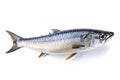 Mackerel on White Background, which exudes the freshness and aroma of the sea.