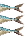 Mackerel on white , with clipping path Royalty Free Stock Photo