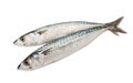 Mackerels Royalty Free Stock Photo