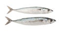 Mackerels Royalty Free Stock Photo