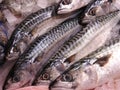 Fresh mackerels close up, market ice