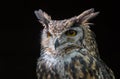 MacKinders eagle owl Royalty Free Stock Photo