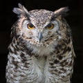 Mackinders eagle owl staring Royalty Free Stock Photo