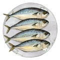 Mackrel fish on the plate watercolor illustration. Fresh sea tasty bonito catch on the dish image. Isolated on white background. Royalty Free Stock Photo