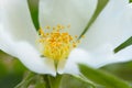 mackro shot white wild rose Royalty Free Stock Photo