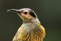 Macleay`s Honeyeater in Australia