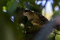 Macleay`s Honeyeater in Queensland Australia.