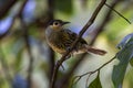 Macleay`s Honeyeater in Queensland Australia.