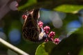 Macleay`s Honeyeater in Queensland Australia