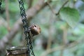 Macleay`s Honeyeater