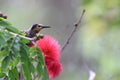 Macleay's honeyeater (Xanthotis macleayanus) Queensland, Australia Royalty Free Stock Photo