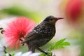Macleay's honeyeater (Xanthotis macleayanus) Queensland, Australia Royalty Free Stock Photo
