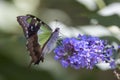 Macleay`s Swallow Butterfly