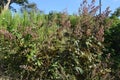 Macleaya cordata Plume poppy fruits seeds