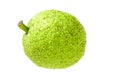 Maclura pomifera Royalty Free Stock Photo