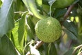 Maclura pomifera Royalty Free Stock Photo