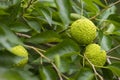 Maclura pomifera fruit or Adam apple growing on tree. Mulberry family (Moraceae) joints sciatica. Royalty Free Stock Photo