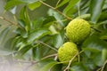 Maclura pomifera fruit or Adam apple Mulberry family (Moraceae) used in alternative medicine joints sciatica. Royalty Free Stock Photo