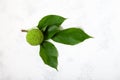 Maclura pomifera fruit with green leaves on light grey background. Maclura fruit or Adam`s apple used in alternative medicine, in Royalty Free Stock Photo