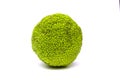 Maclura pomifera fruit on white background Royalty Free Stock Photo
