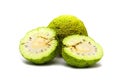 Maclura pomifera fruit on white background Royalty Free Stock Photo