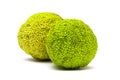Maclura pomifera fruit on white background Royalty Free Stock Photo
