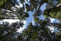 MacMillan Forest, Vancouver Island