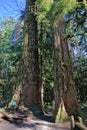 Macmillan Provincial Park, Cathedral Grove with Ancient Douglas Firs, Vancouver Island, British Columbia Royalty Free Stock Photo