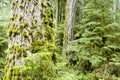 MacMillan Provincial Park Cathedral Grove Vancouver Island Royalty Free Stock Photo