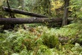 MacMillan Provincial Park Cathedral Grove Vancouver Island Royalty Free Stock Photo