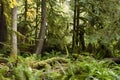 MacMillan Provincial Park Cathedral Grove Vancouver Island Royalty Free Stock Photo