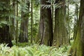 MacMillan Provincial Park Cathedral Grove Vancouver Island Royalty Free Stock Photo