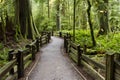 MacMillan Provincial Park Cathedral Grove Vancouver Island Royalty Free Stock Photo